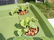 Click image for larger version

Name:	hydroponics 008.jpg
Views:	541
Size:	93.5 KB
ID:	1247