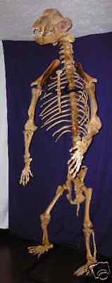 EXTINCT Romania Museum Fossil CAVE BEAR PAIR two Male Female skeletons Romanian