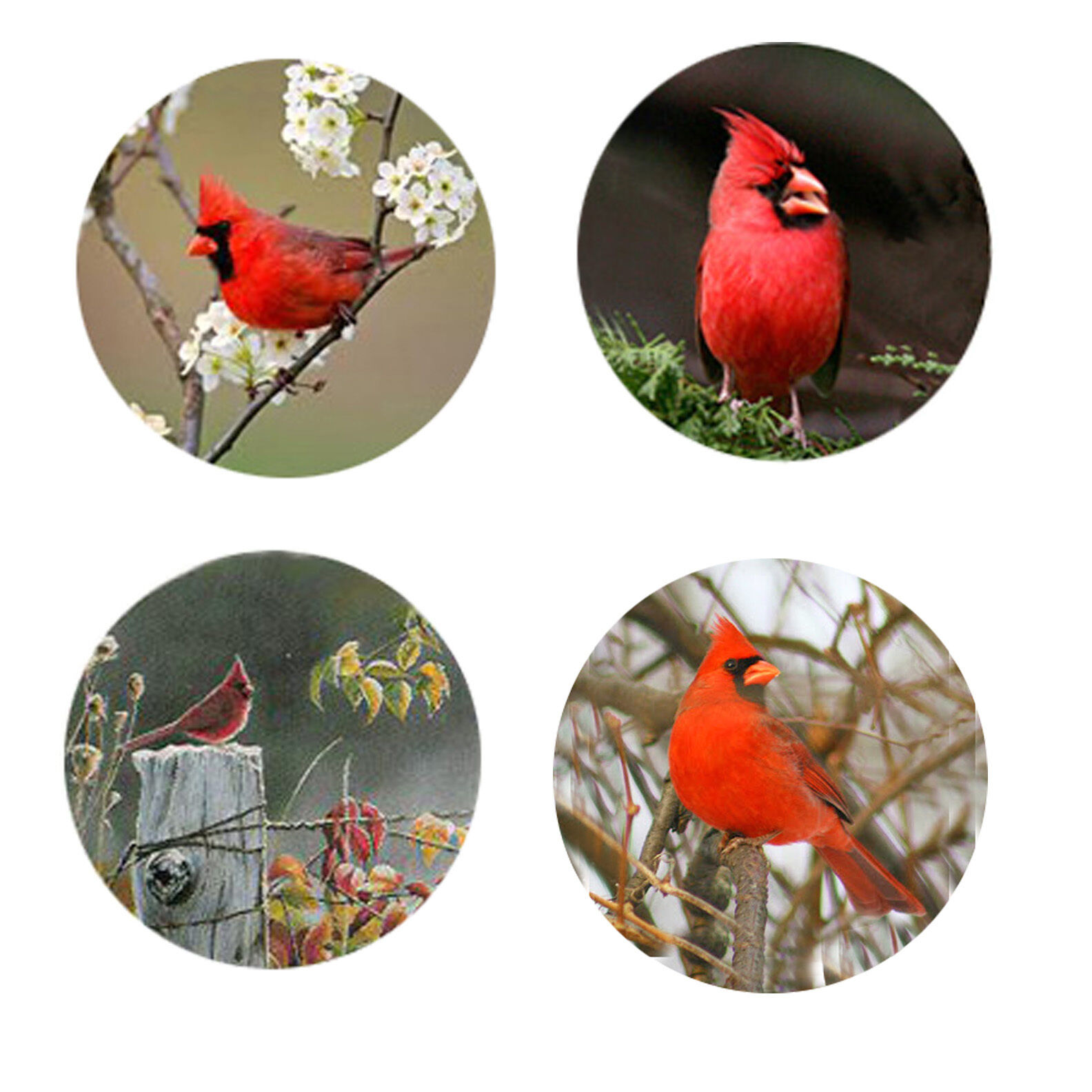 Cardinal Magnets-A    4 Cool Cardinals for your home or collection-A Great Gift