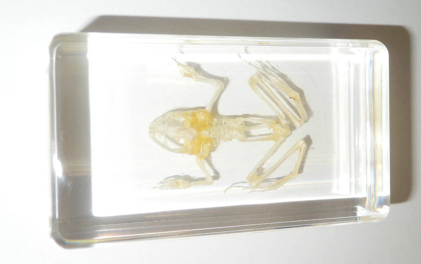 Animal Skeleton (small) - American Bullfrog Specimen (Frog)