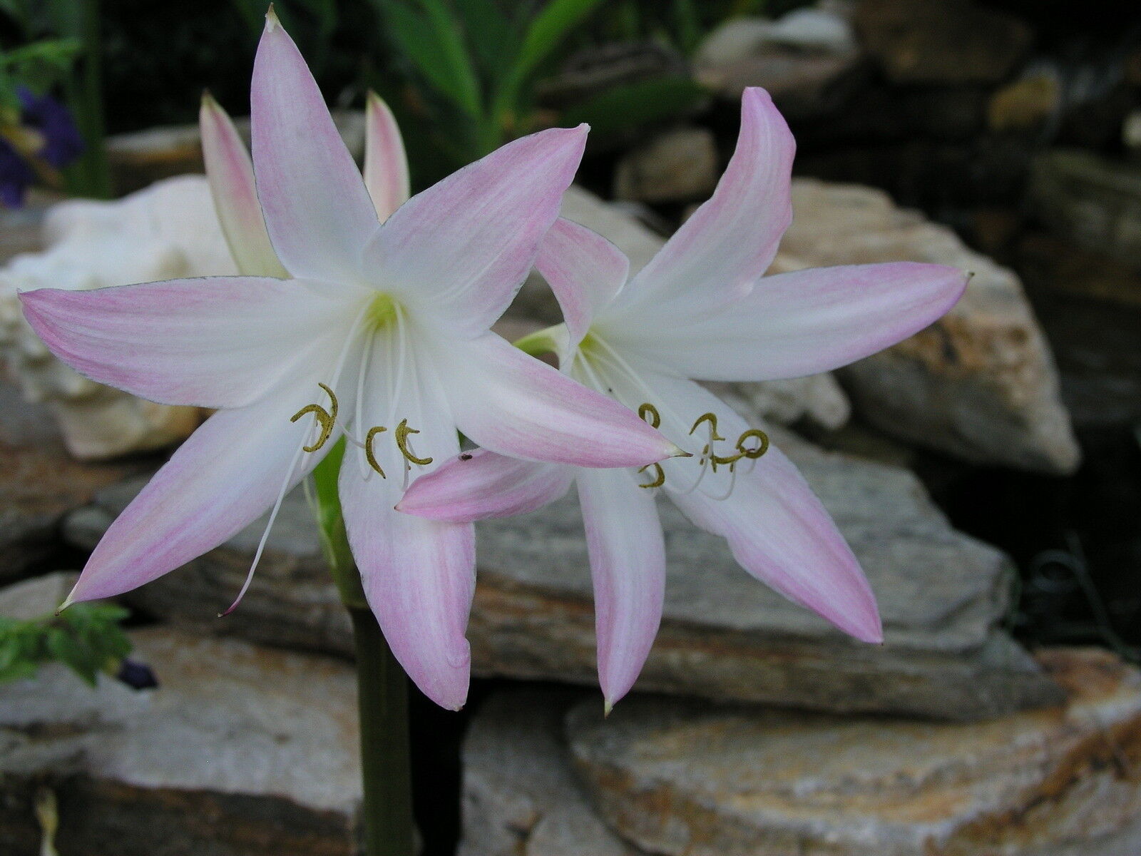 Crinum Lily, Summer Nocturne, large, blooming-size bulb