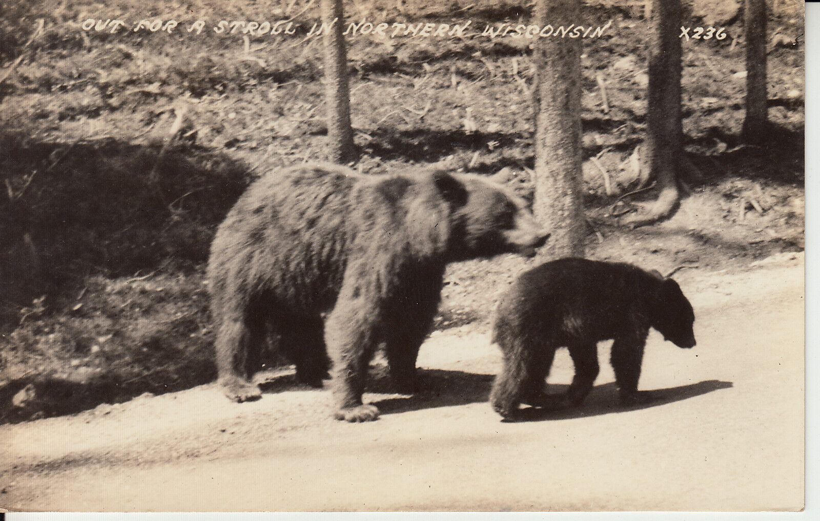 RPPC Postcard BLACK BEARS (Mom & Cub) \