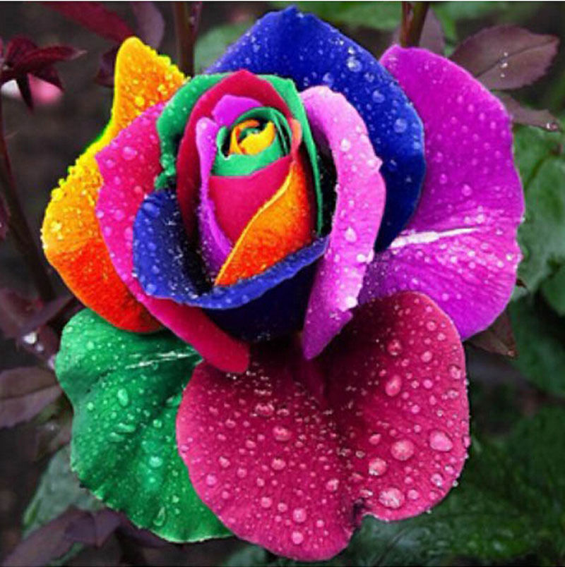 200Pcs Rose Seeds Rare Holland Rainbow Rose Flower Lover Multi Color Plants