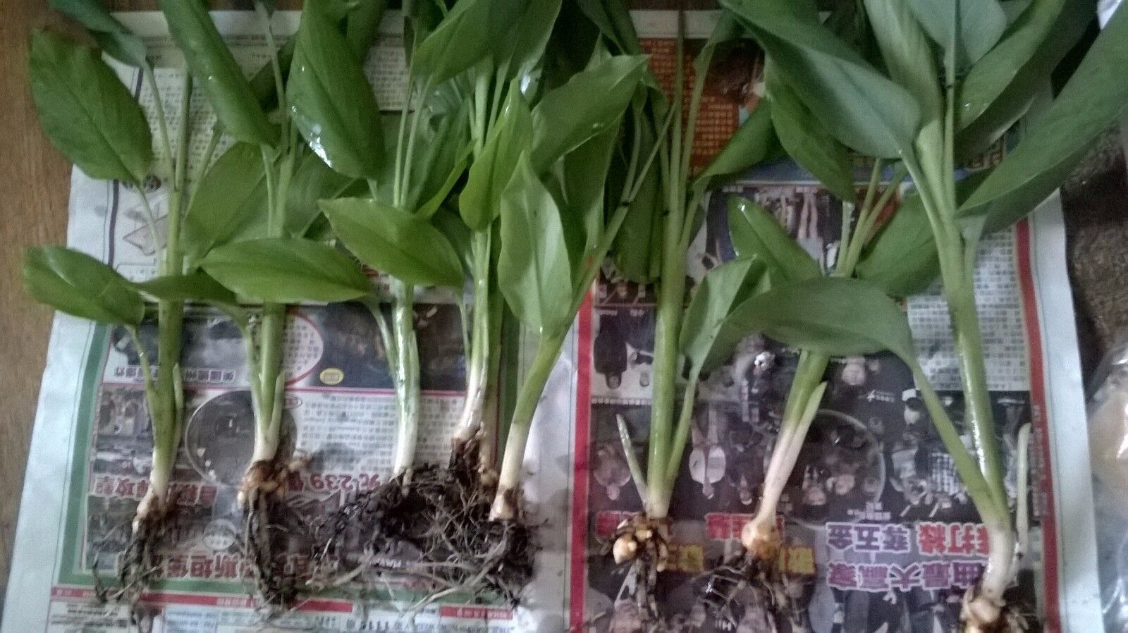 Turmeric plants (6 Count bare roots)