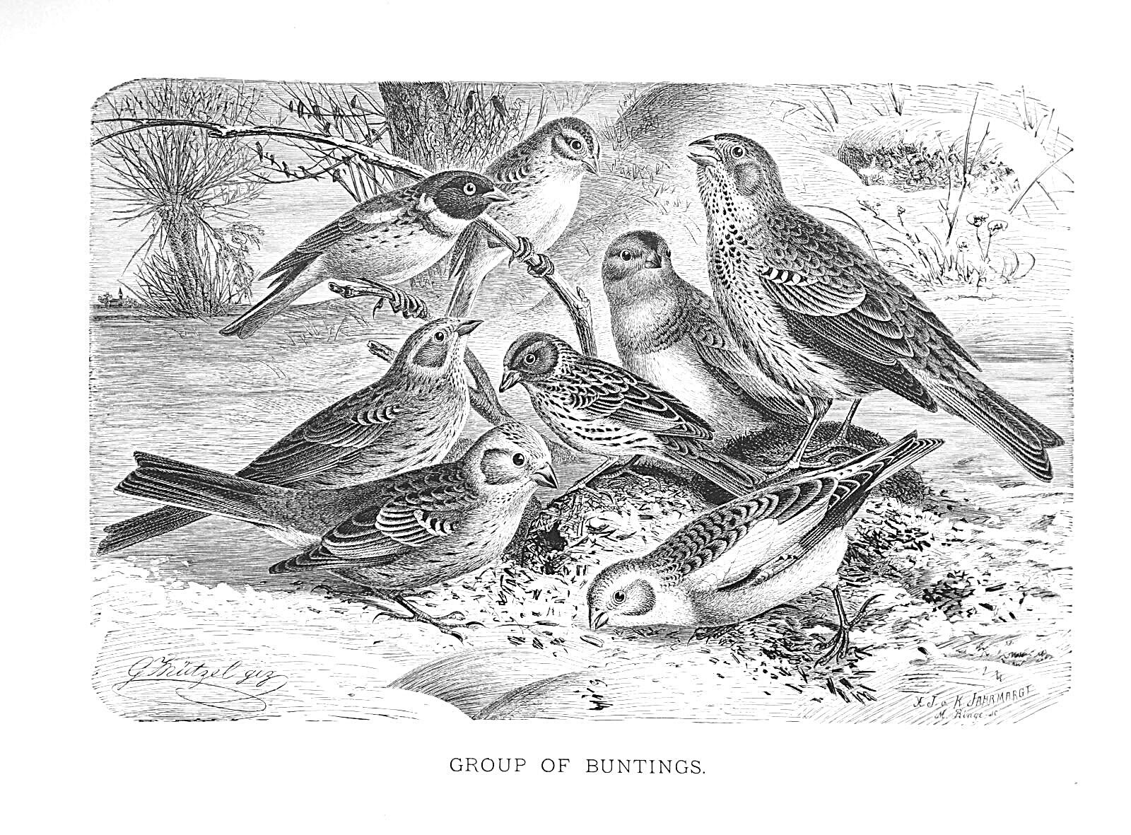 1885 GROUP of BUNTINGS J.G.Wood/NICE BW Antiquarian BIRD PRINT L@@K