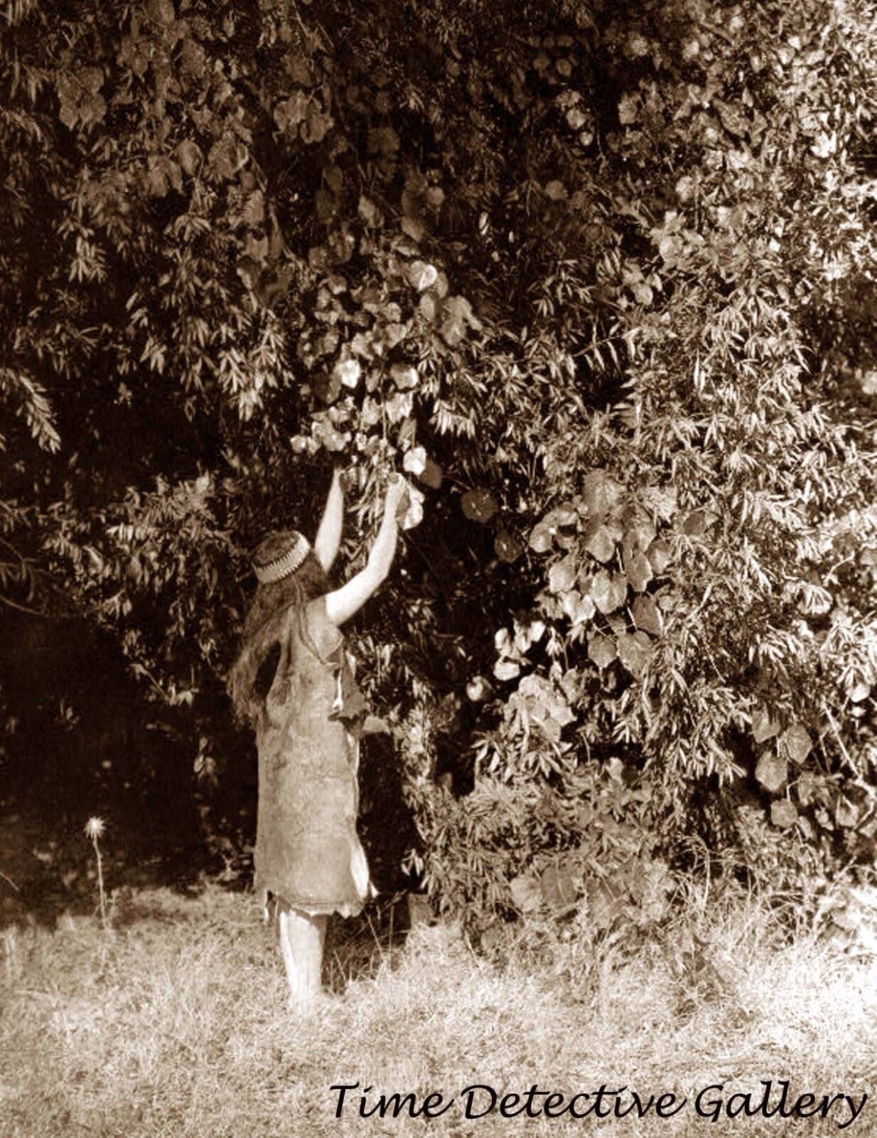 Pomo Indian Woman Picking Grapes, California - Historic Photo Print