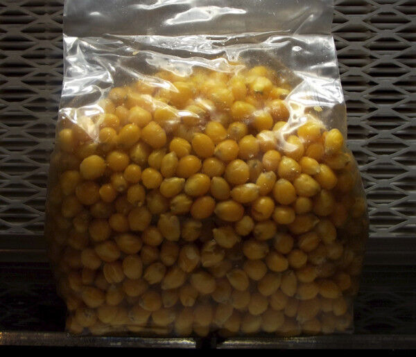 Sterilized Popcorn Mushroom Substrate (24 one pound bags)