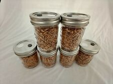 1/2 PINT Mushroom Jars READY  Sterilized Substrate Grain Grow Fast SHIP [C] picture