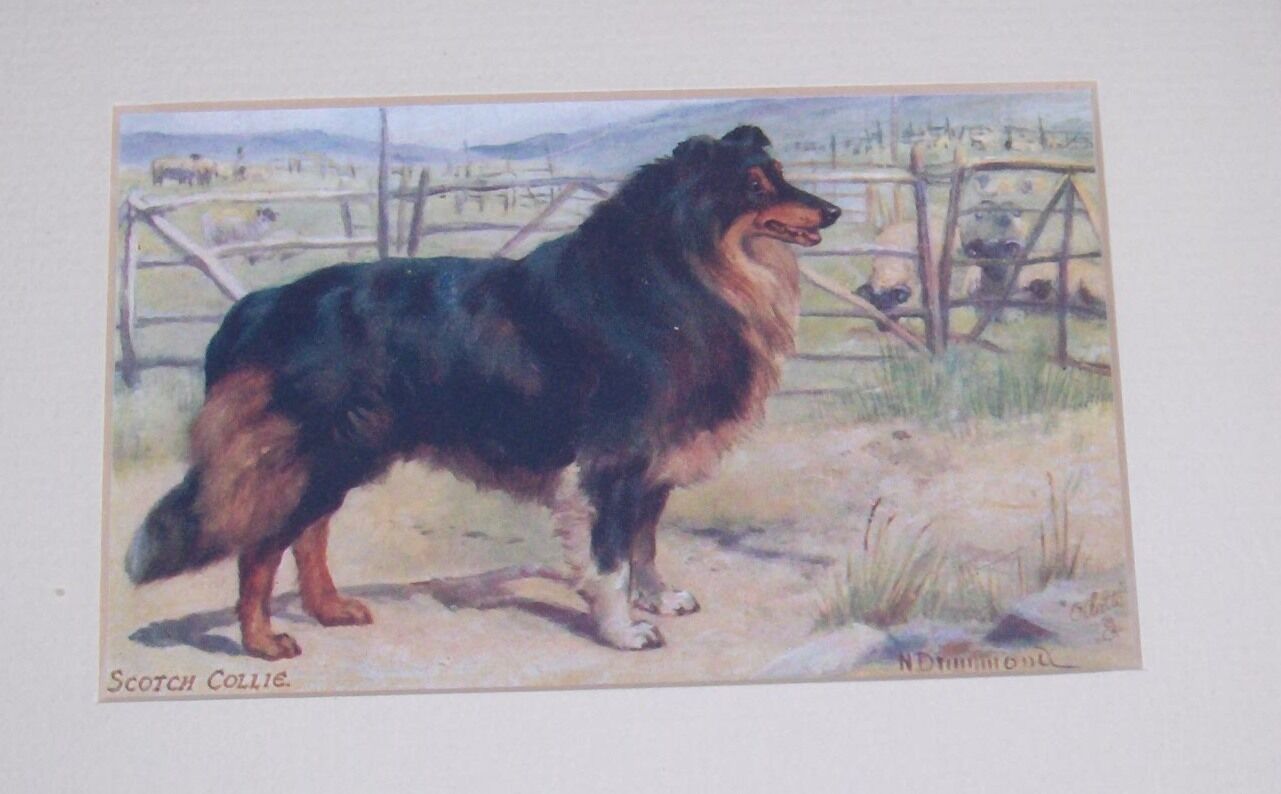 Antique 1910 Matted Framed Postcard Scotch Collie Black Tan Rough Dog Drummond