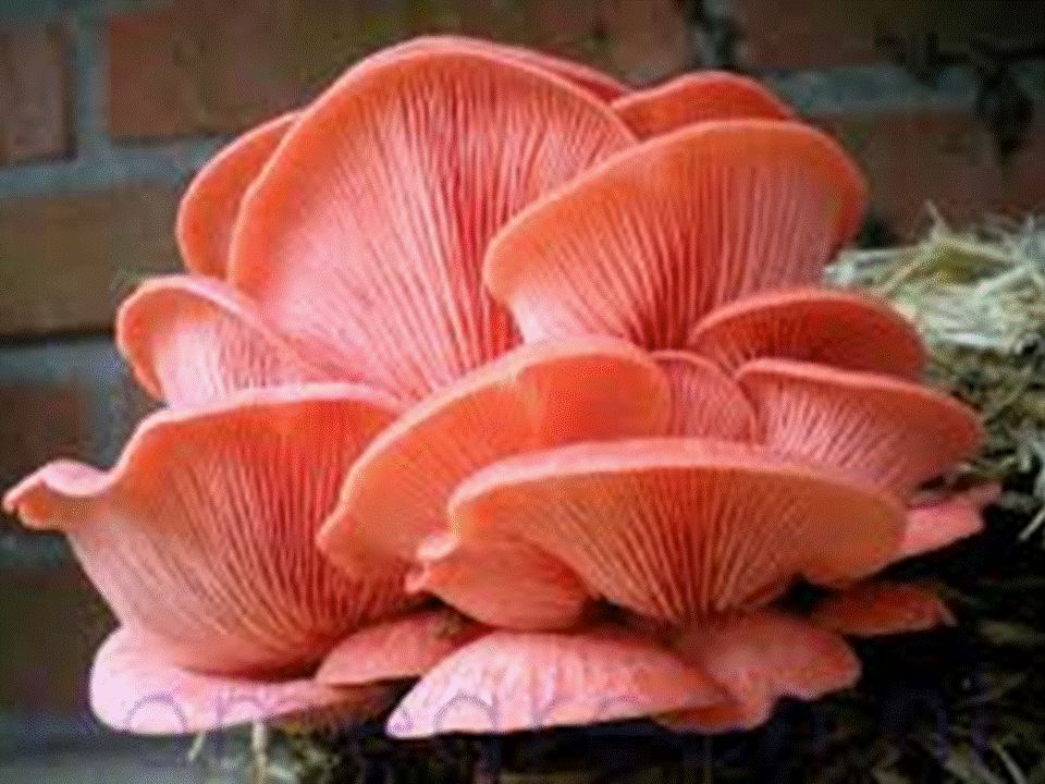 200 Organic Pink Oyster Mushroom Plugs. Grow Gourmet Mushrooms on Logs Spawn.