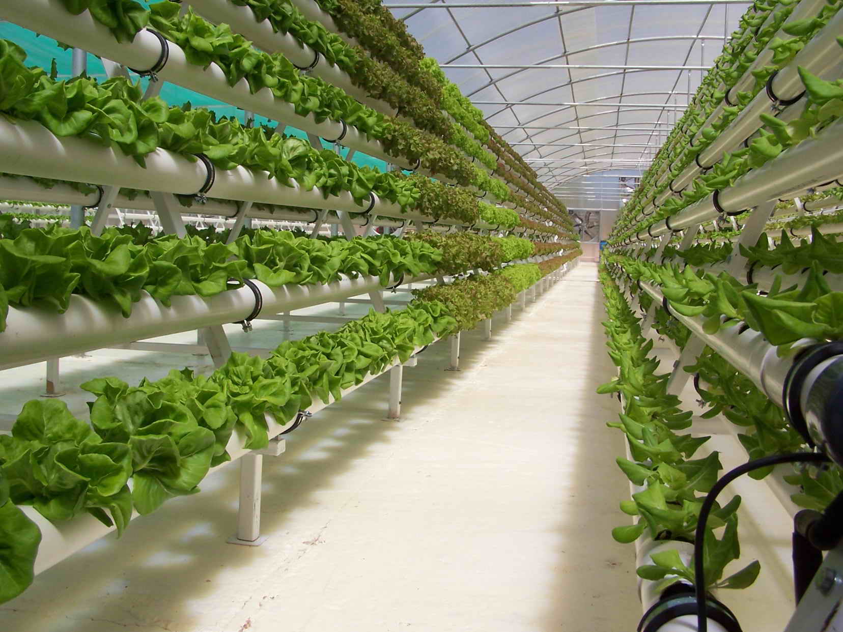 What’s the big deal about Hydroponics? | Hydroponics Blog ...
