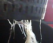 Click image for larger version

Name:	Root mass          10-27-14.jpg
Views:	9869
Size:	64.5 KB
ID:	2734