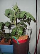 Click image for larger version

Name:	Soda bottle tomato.JPG
Views:	2211
Size:	77.4 KB
ID:	374