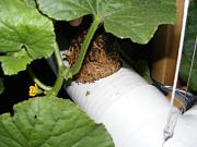 Click image for larger version

Name:	hydroponics 012.jpg
Views:	628
Size:	86.3 KB
ID:	1319