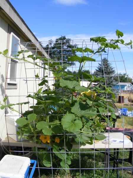 pumpkin? July 2011
