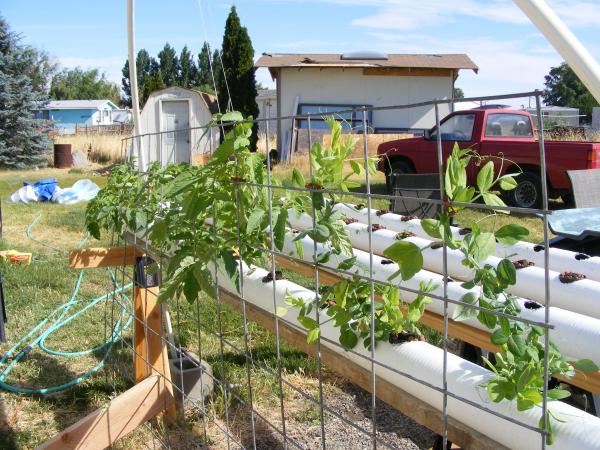 Temp support for the tomatos and sugar beans