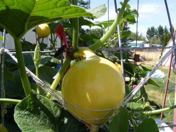 my pumpkin in a hammock
