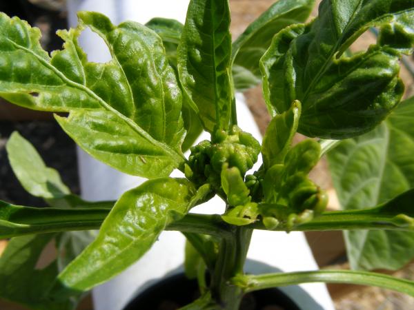 baby peppers?