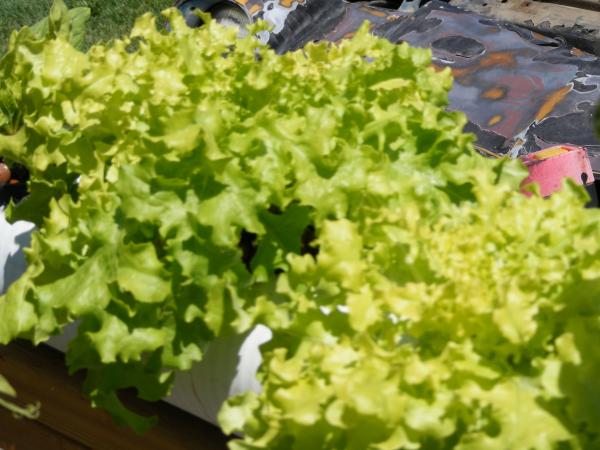 outside lettuce /harvested twice so far