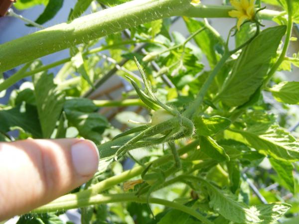 first baby tomatos