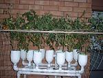 Hydroponic Setup Pictures