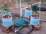 Newly planted tomato plants