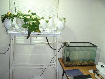 The indoor shots are an attempt of mine to grow aquaponically, with goldfish, in my classroom. I teach English, by the way, not science. The fish didn't quite create enough waste to support the plants, so growth was slow. Still, got some good cucumbers off of some of the plants. Fish died. Went back to hydro.