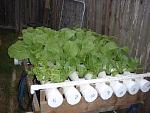 The 6 ft. long, seven-pipe NFT I have used on a number of crops. The pics labeled "mustdgreens" are just that. Beautiful and delicious, sauteed in...