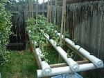 The three rows of tomato plants in NFT are in 4" pipes with about 18" spacing, 10 ft. long each. This is my newest endeavor, being fed up with...