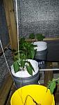 Pepper Plants and Zucchini in Bucket System (2010)