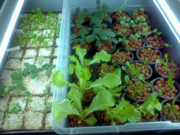 Here is the system after about two and a half weeks.  I have added romaine lettuce, cucumbers and brocolli to the leaf lettuce.  I lost two of the leaf lettuce plants during the transplant to the smaller pots.