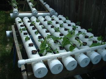 The pic labeled watermelons really are! Don't quite know how I'm going to orchestrate that one . . . Much of the vines I expect to dip down below the hydro and grow along the ground as runners. Also plan to take a 5x5 piece of chainlink gate and (parallel with the unit, just above it about 8 inches or so) have much of the fruit on top of it, supported by 2x4s and that wooden gate. Started out buying cucumbers, but the store was out of seedlings and it's late for my region to plant seeds. I'll send pics when things really get going. The bigger plants in that pic near the intakes are cucumbers--4 of them.