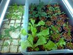 Here is the system after about two and a half weeks.  I have added romaine lettuce, cucumbers and brocolli to the leaf lettuce.  I lost two of the...