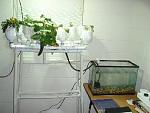 The indoor shots are an attempt of mine to grow aquaponically, with goldfish, in my classroom. I teach English, by the way, not science. The fish...