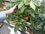Capsicum  -  easily grown hydroponically