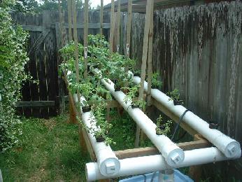 The three rows of tomato plants in NFT are in 4" pipes with about 18" spacing, 10 ft. long each. This is my newest endeavor, being fed up with tomatoes stopping up my ebb and flows. There are four different varieties of tomato plants and most are blooming now (mid April). They are growing rapidly.