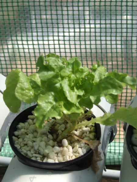 Lettuce growing in a perlite wick system hydroponic set up