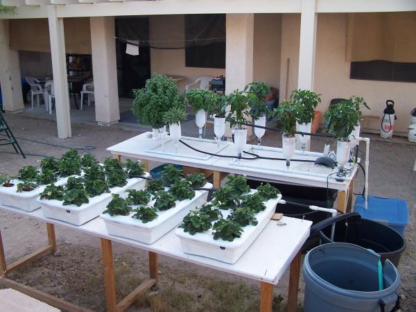 My hydroponic setup summer 2009