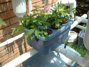 There is also a picture of a bubbler seated on this unit that is great for rooting clones. I have gotten hundreds off plants off of one plant (that is still alive). The stuff comes up under my lawn constantly. I pluck, put in rooting gel, and put in bubbler with a bit of nutrient. Weeks later I have plants.