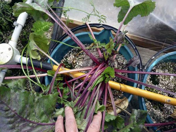 Redbeet do well in hydroponics  -  they can grow quite large but still tender and tasty