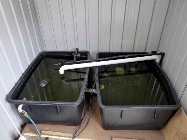 Two connected 160litre tanks.  Pumps are simple fish tank variety, very reliable.  White drain pipe is where excess nutrient recycles back to the tanks.