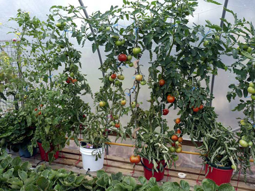 Tasty tomatoes leave supermarket varieties for dead.  Nutrient is delivered via a 19mm PVC pipe which simply sits on top of the laundry buckets.  Two drippers per container are adequate.  Two leaders per bucket produces good results.  I use a double bucket system (the inner contains the growing medium and the outer is the 'drain' bucket) to help prevent roots blocking the drainage tube.  Also am converting over to black outer buckets this year to minimise algae growth.  Not sure about the curled lower leaves, though.