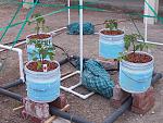 Newly planted tomato plants