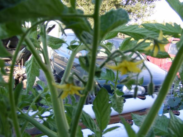 first flowers on the tomatos