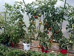 Tasty tomatoes leave supermarket varieties for dead.  Nutrient is delivered via a 19mm PVC pipe which simply sits on top of the laundry buckets.  Two...