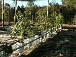 hydroponic tomato plants 30 days