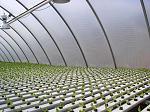 Greenhouse lettuce starts