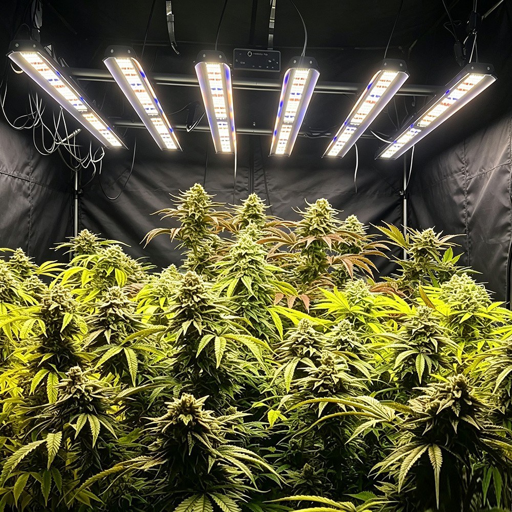 Spider 5000W Commercial Grow Light Full Spectrum 6Bar Indoor Hydroponics SE5000
