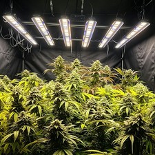 Spider 5000W Commercial Grow Light Full Spectrum 6Bar Indoor Hydroponics SE5000