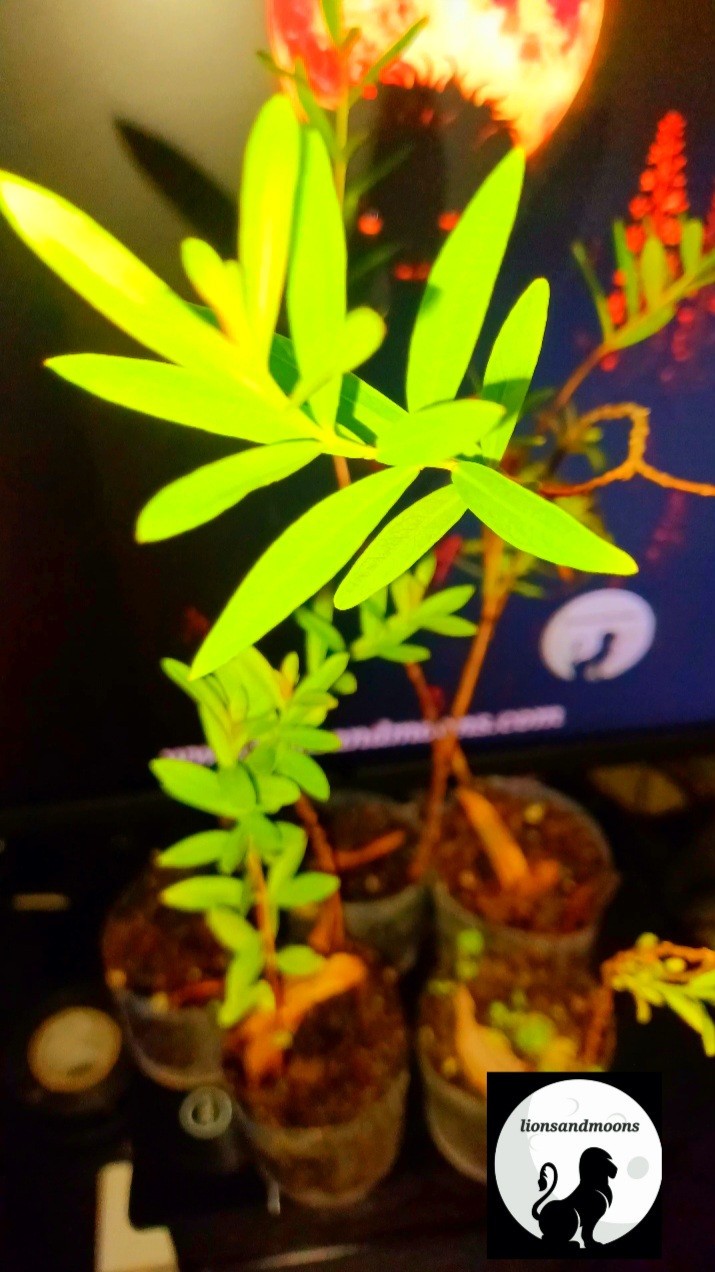 Sun Opener/Sinicuichi  Heimia salicifolia Live Plants and Seeds Organic Homegrow